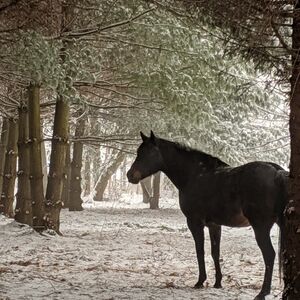 ⭐ ⭐ ⭐ Created for Live Show Listings ☺️ Please Like & Share to be Notified. ❤️